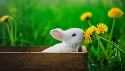 99图库-开奖日历-可复核-按需筛选-下载中心(含异常说明)，四九图片开奖